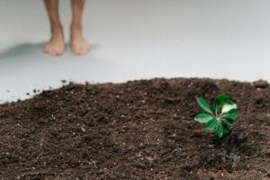 saplings