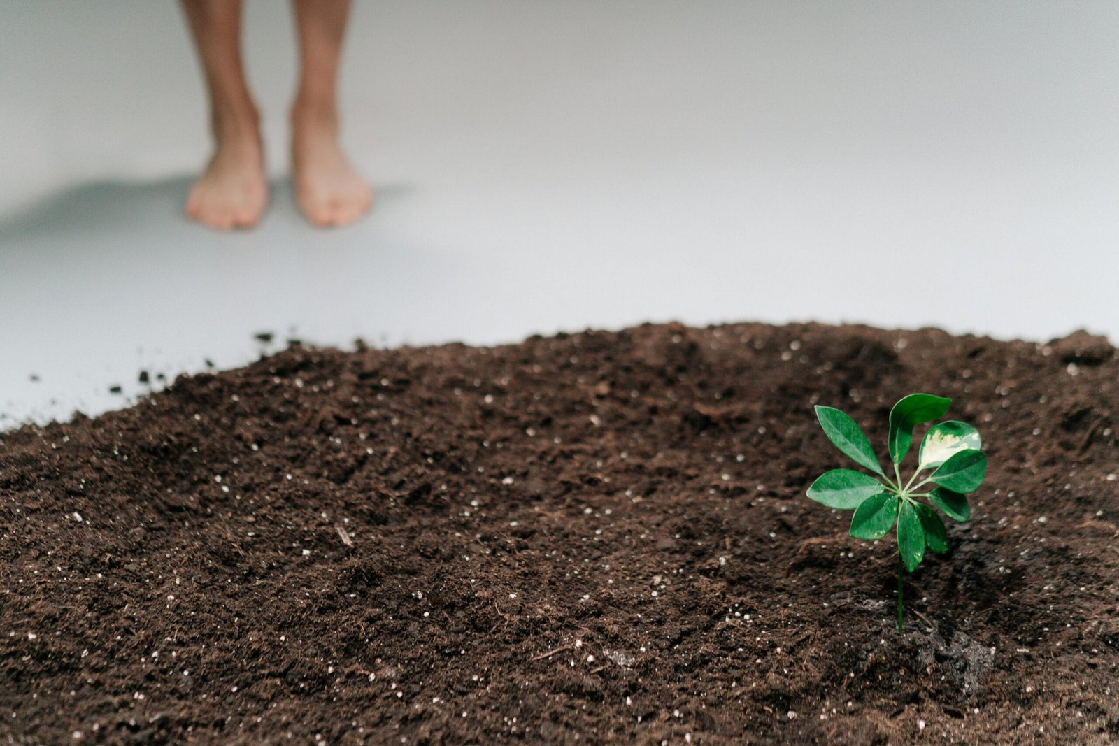 saplings