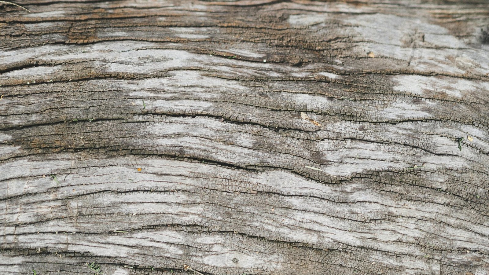 wood